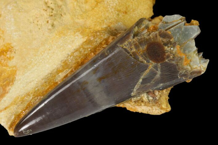 Fossil Xiphactinus Pre-Maxillary Tooth in Situ - Kansas #136438
